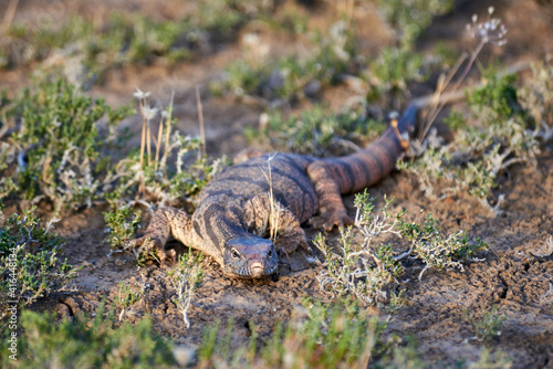 The desert monitor  Varanus griseus .  The desert monitor  Varanus griseus  is the biggest lizard in Central Asia. 
