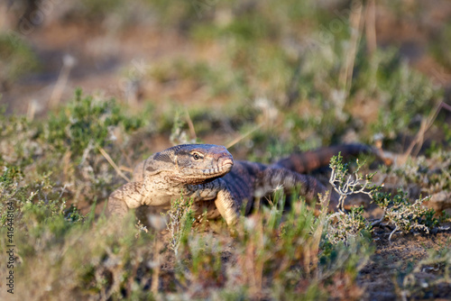 The desert monitor (Varanus griseus).The desert monitor (Varanus griseus) is the biggest lizard in Central Asia. 