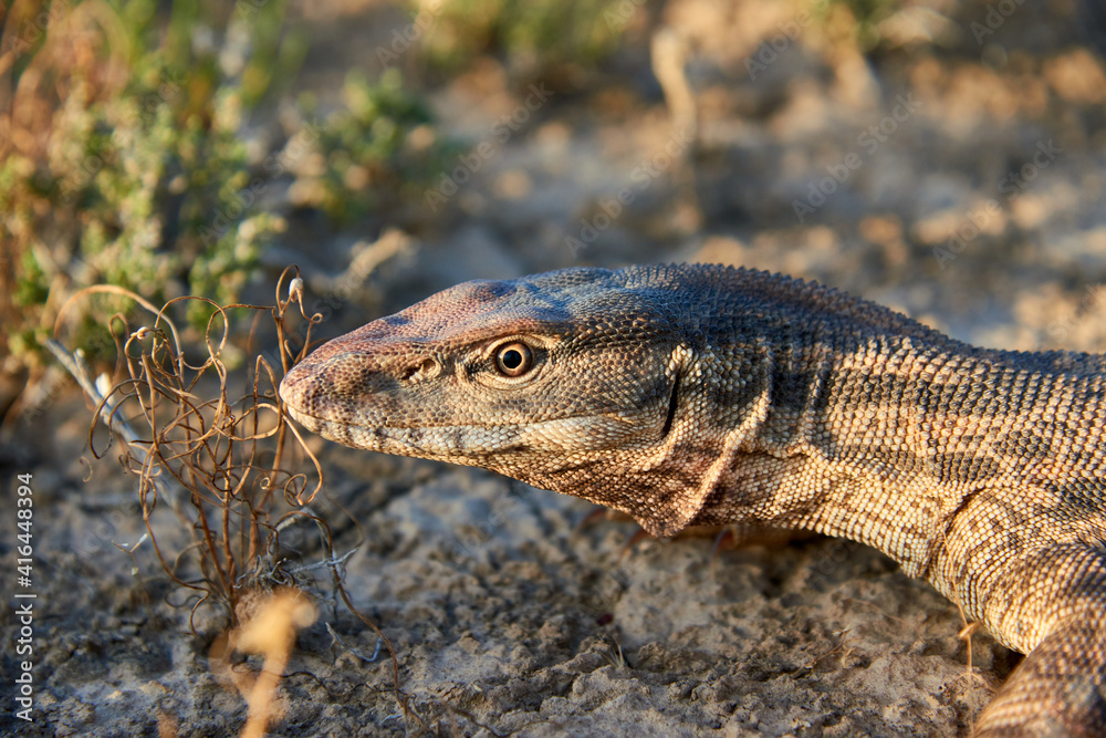 The desert monitor (Varanus griseus).
The desert monitor (Varanus griseus) is the biggest lizard in Central Asia.
The desert monitor (Varanus griseus).
The desert monitor (Varanus griseus) is the biggest lizard in Central Asia.