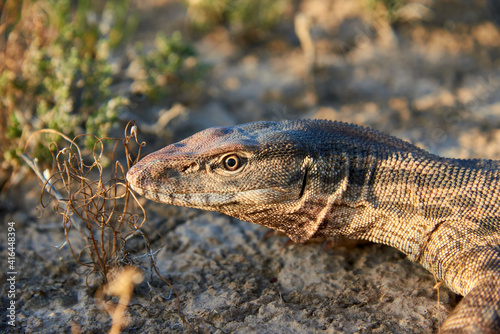 The desert monitor (Varanus griseus).The desert monitor (Varanus griseus) is the biggest lizard in Central Asia. 