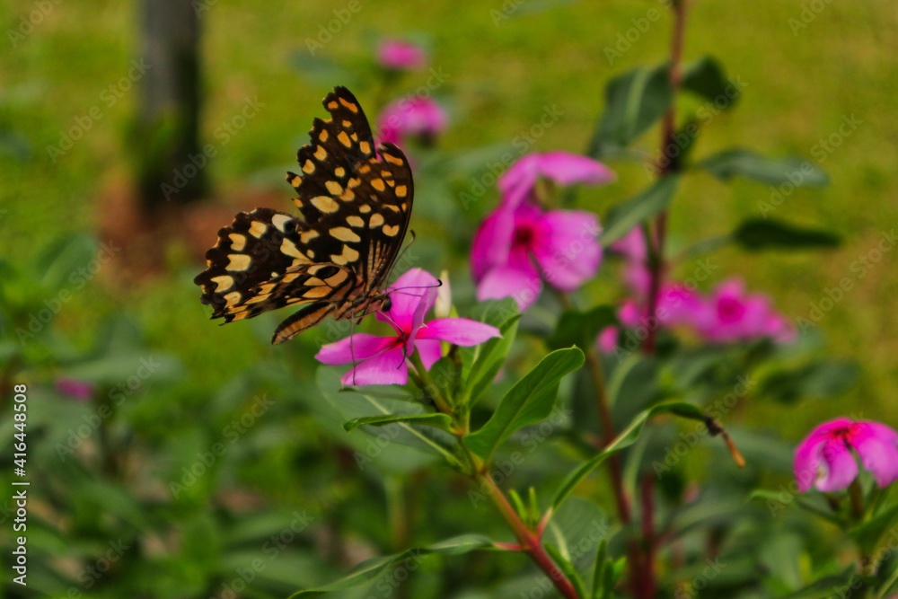 black and yellow butterfly on top of a flower