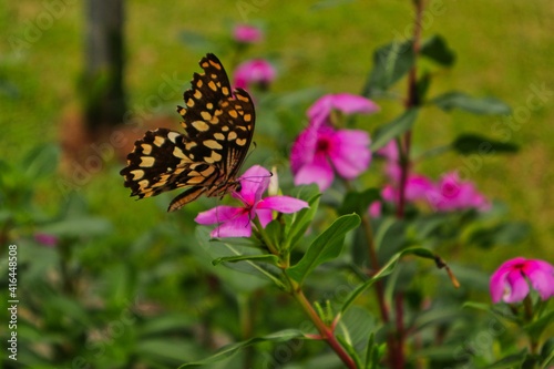 black and yellow butterfly on top of a flower © SteffiMarie