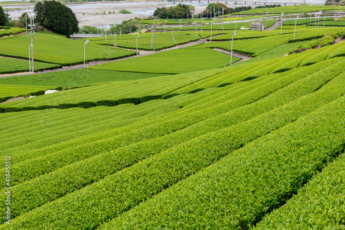 新茶の季節　緑茶　茶畑　茶葉　日本茶