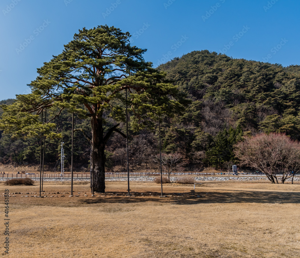 Jeongipumsong Pine Tree over 600 years old with height of 14.5m, at entrance to Songnisan national park in South Korea. Jeongipumsong Pine Tree over 600 years old with height of 14.5m, at entrance to Songnisan national park in South Korea.