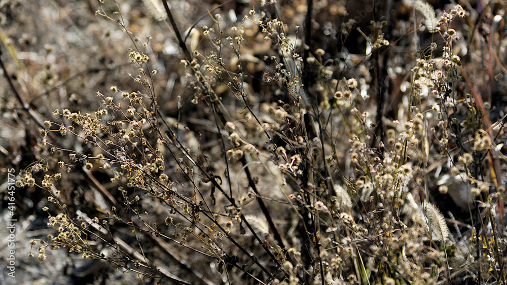 grass in the forest