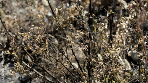 grass in the forest © osamu sakairi
