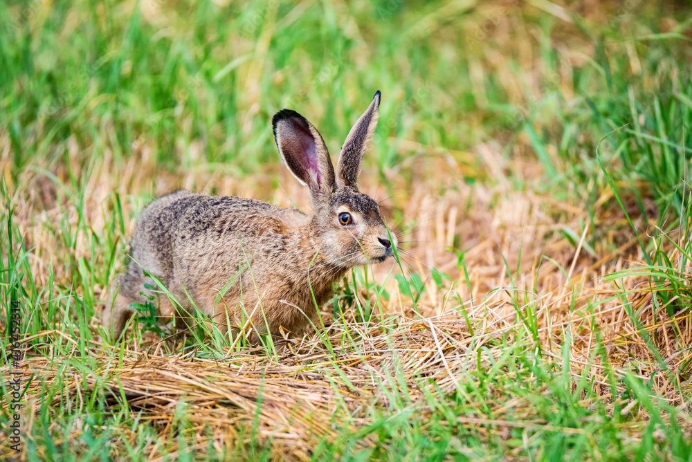 European hare or Lepus europaeus leaps in a meadow European hare or Lepus europaeus leaps in a meadow