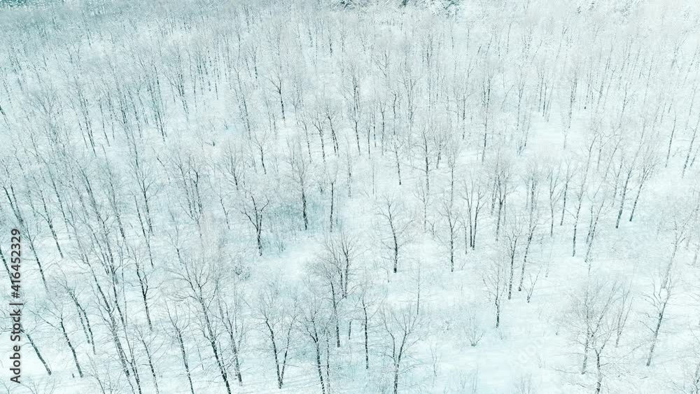 Aerial video of winter forest Aerial video of winter forest