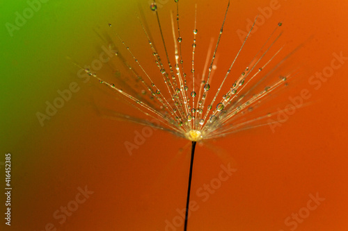 Fototapeta Naklejka Na Ścianę i Meble -  dandelion seed wit water droplets
