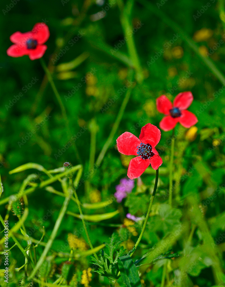 Close up of Papaver hybridum Rough Poppy