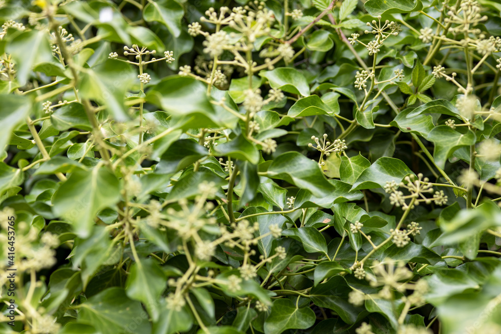 ground covered with ivy in bloom, background or texture ground covered with ivy in bloom, background or texture