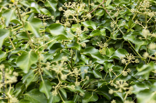 ground covered with ivy in bloom, background or texture