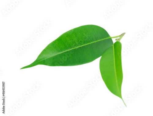 Green leaves of tea tree isolated on white background 