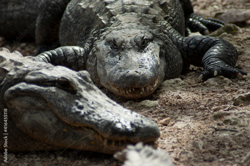 Fototapeta premium Two alligators resting resting in mud