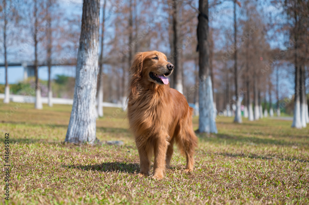 Golden retriever standing on the grass in the park Golden retriever standing on the grass in the park