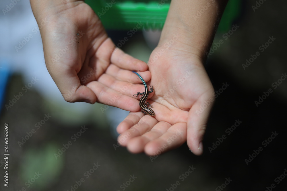 Obraz premium 手のひらのニホントカゲ