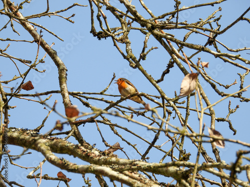 singing robin on a tree