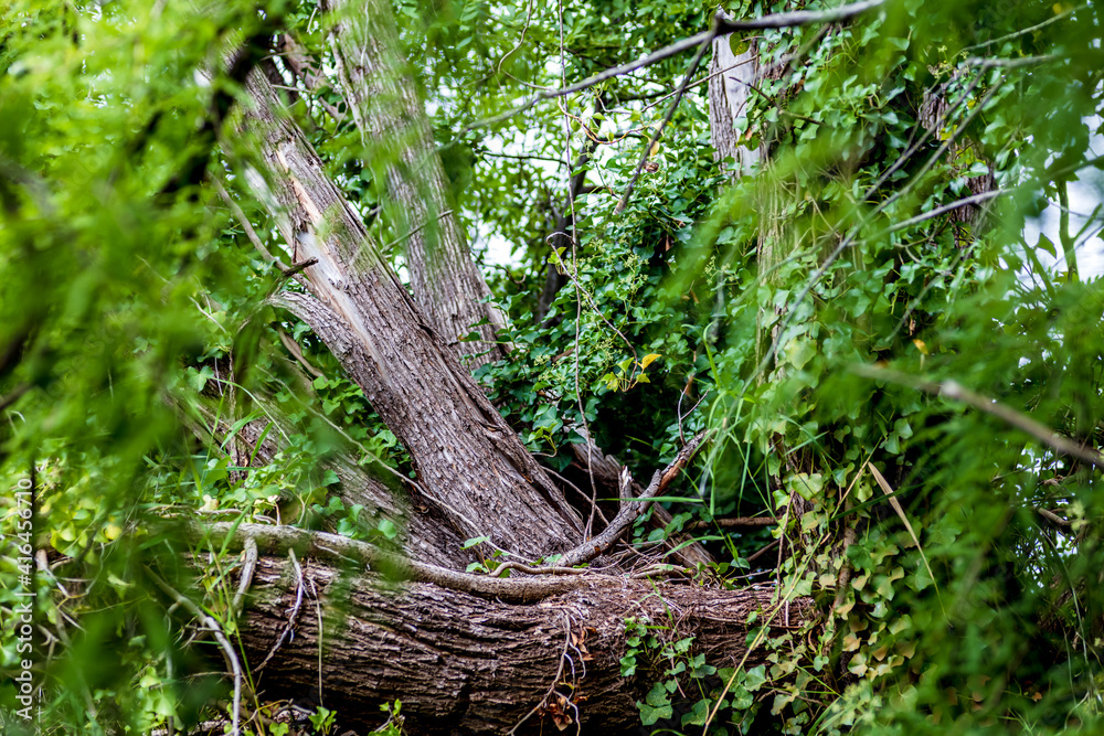 Fototapeta premium fallen tree with ivy in the middle of the forest