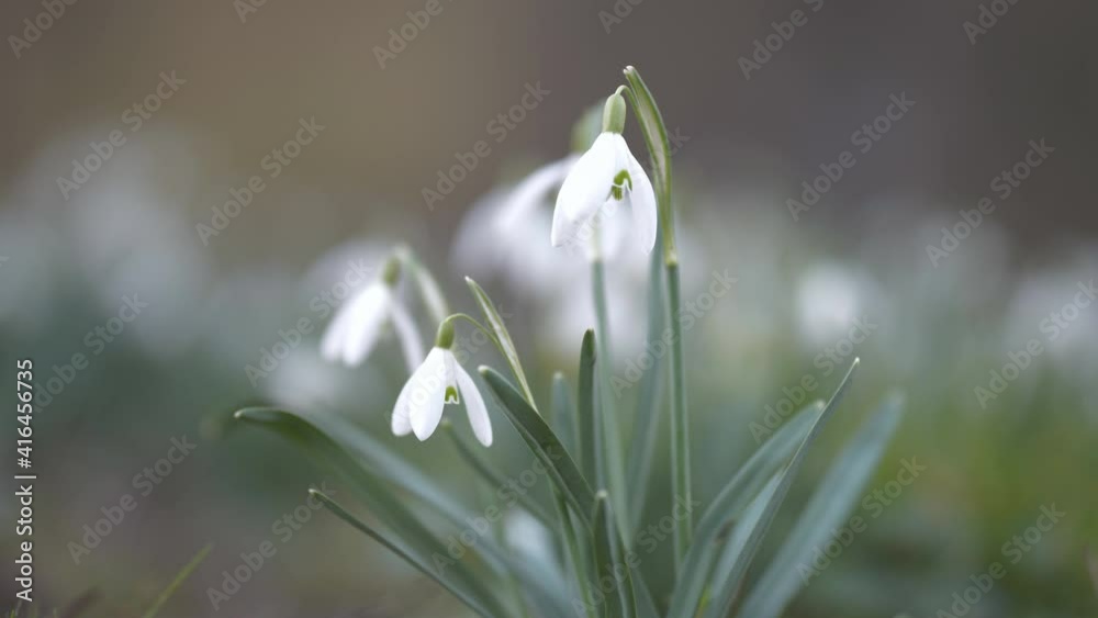 A close up view of snowdrops trembling in wind. A close up view of snowdrops trembling in wind.