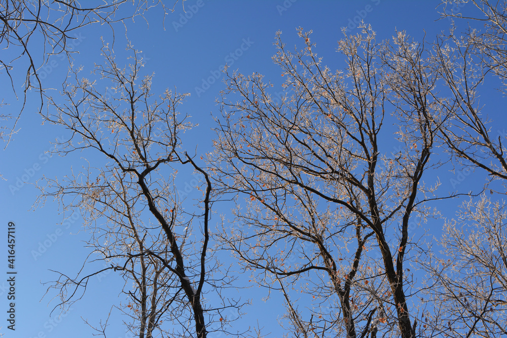 Beautiful oak trees in winter. Branches covering by hoarfrost on the background of blue sky Beautiful oak trees in winter. Branches covering by hoarfrost on the background of blue sky