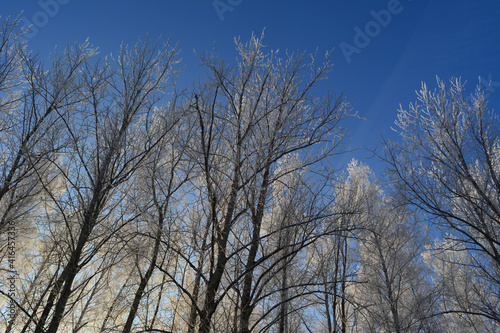 Cold winter day in forest. Trees covered with hoarfrost on the background of bright blue sky.