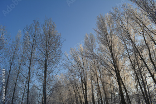 Wintertime landscape. Trees covered with hoarfrost on the background of blue sky.