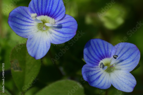 Veronica persica, a tiny blue flower in winter and spring time.