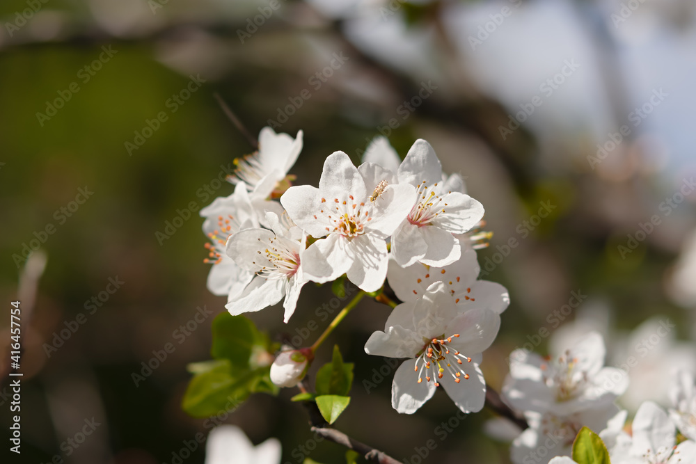 Almond flower close-up in soft focus. Spring atmospheric background of branches of a flowering almond tree. Light pastel background. The concept of awakening nature, tenderness, romance. Spring design Almond flower close-up in soft focus. Spring atmospheric background of branches of a flowering almond tree. Light pastel background. The concept of awakening nature, tenderness, romance. Spring design