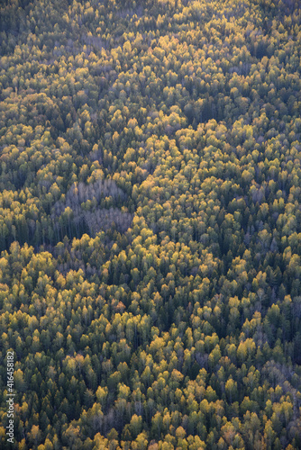 autumn in the forest