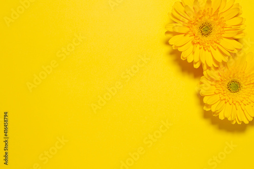 Fototapeta Naklejka Na Ścianę i Meble -  黄色いガーベラの花　黄色背景