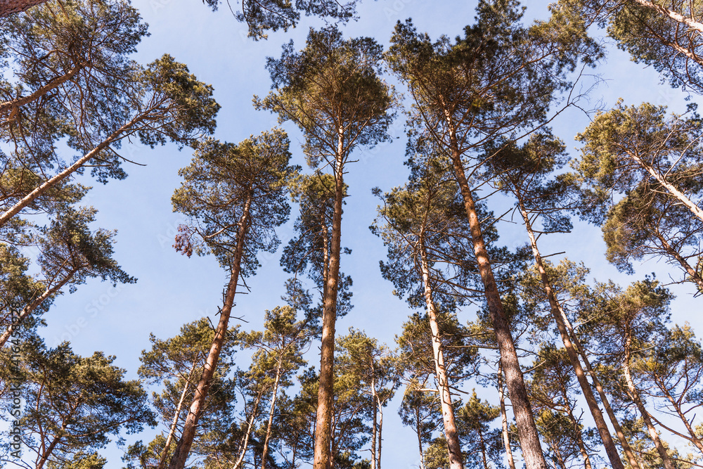 Fototapeta premium Pine trees on a sunny day.