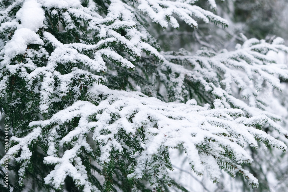 Spruce branches in the snow. Winter snowy forest. Background for your text, for congratulations. Blank for a postcard.