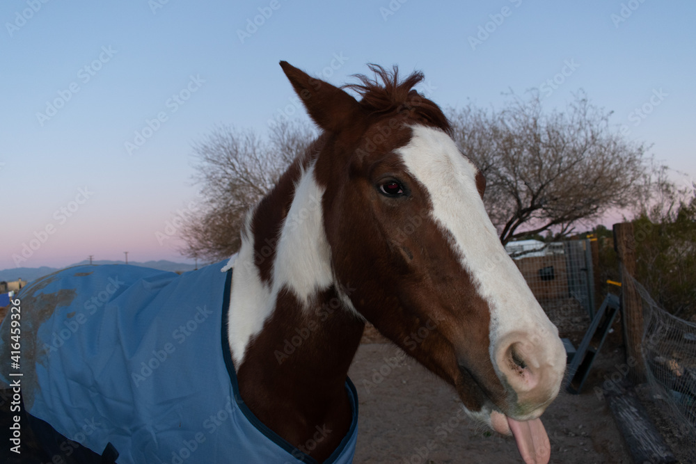 Handsome western Paint Horse with white spots wearing blue blanket Handsome western Paint Horse with white spots wearing blue blanket