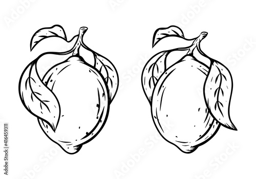 Lemon icons set. Ink sketch of citrus. Single fruit with leaves. Black linear clipart, element for farm product packaging. Graphic isolated vector illustration, white background