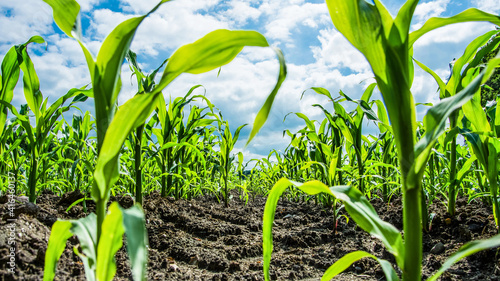 Young Green Corn Plants On Farmland With Tire Print From The Tractor - Extreme Low Angle Shot - Worm's-Eye View