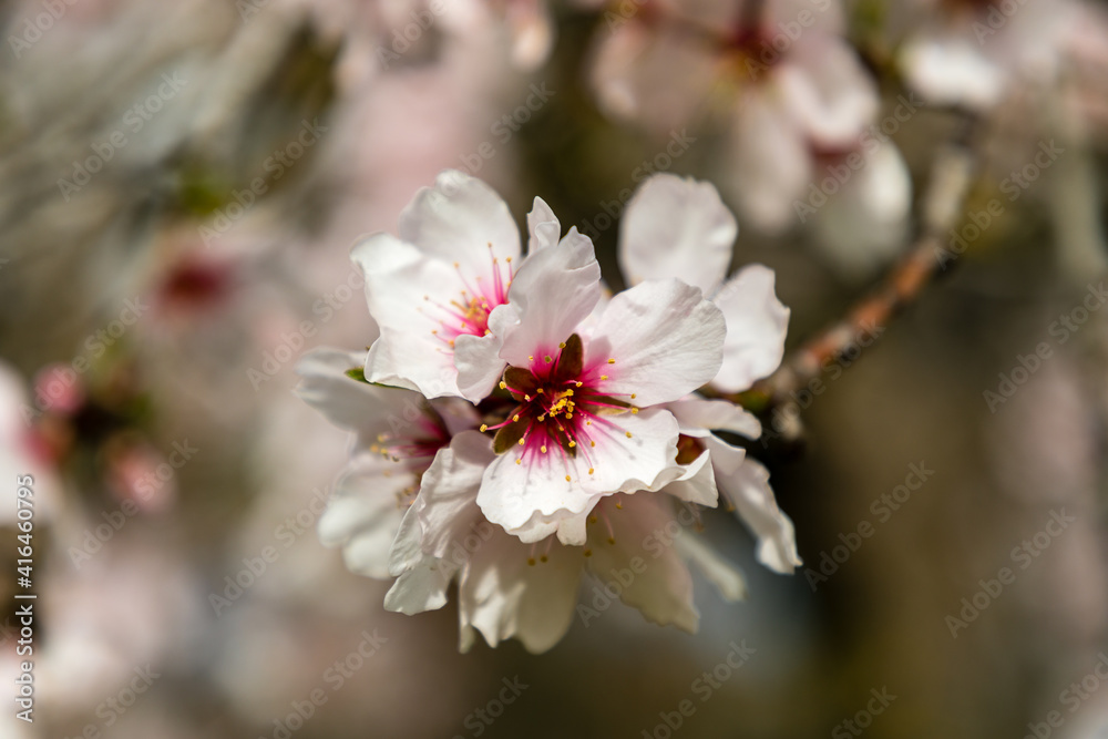 almond blossom in a park in Madrid almond blossom in a park in Madrid