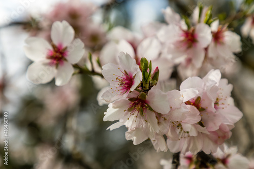 almond blossom in a park in Madrid