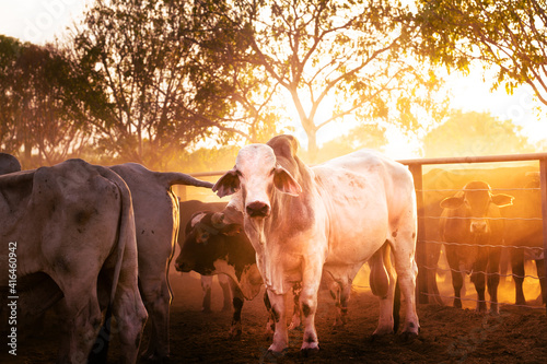 Fotografia The bulls in the yards on a remote cattle station in Northern Territory in Australia at sunrise