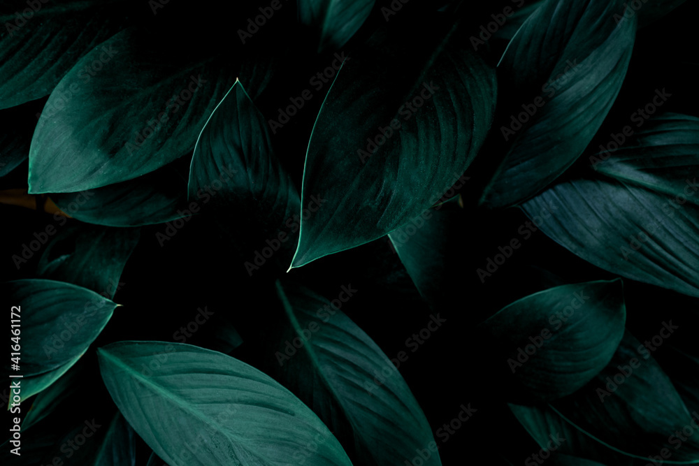 Fototapeta premium closeup nature view of tropical leaf background, dark nature concept, tropical leaf