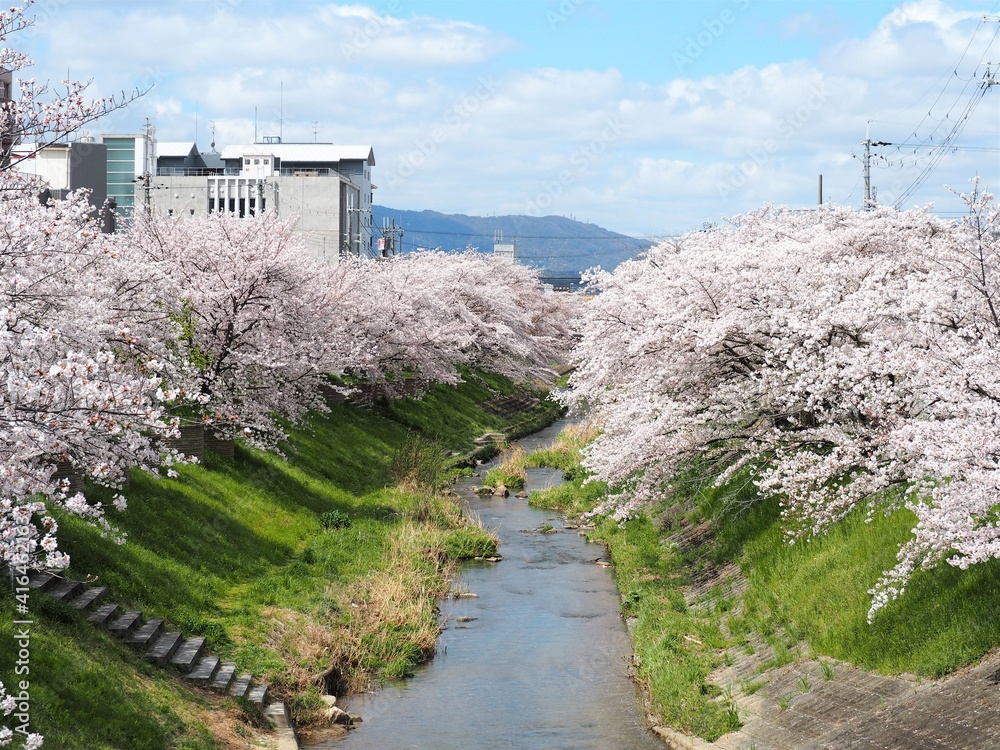 川辺に咲く満開の桜の花 奈良県奈良市佐保川 Stock Photo Adobe Stock