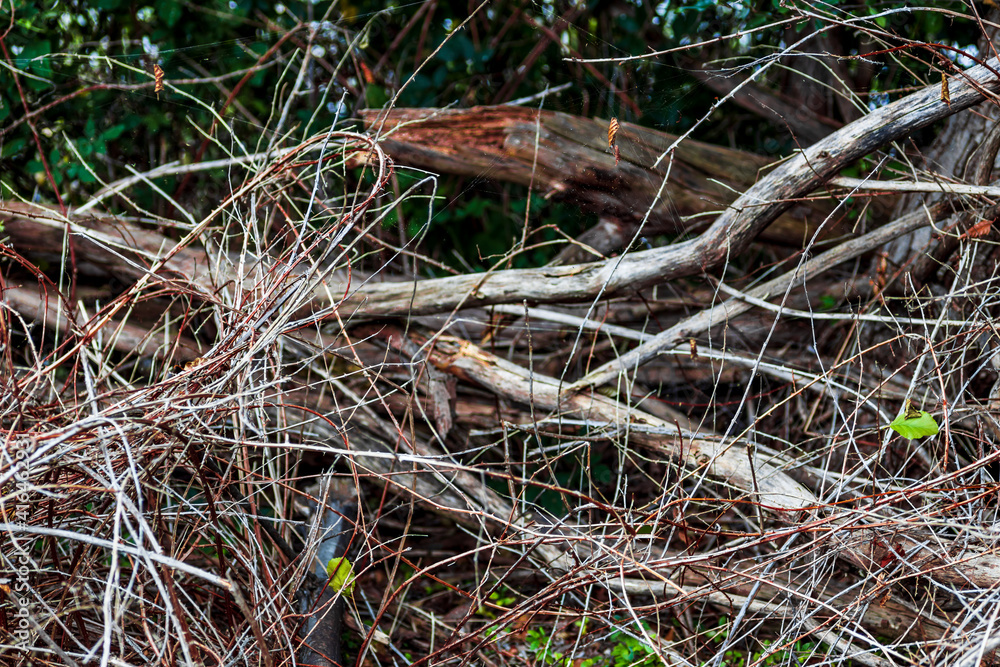 dry wooden branches, texture or background dry wooden branches, texture or background