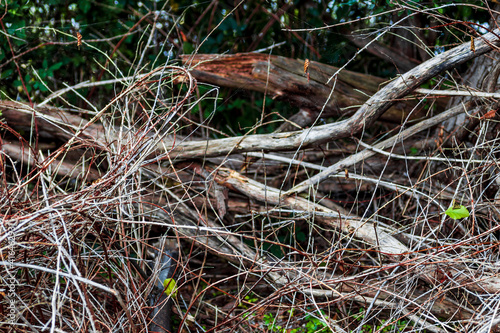 dry wooden branches, texture or background