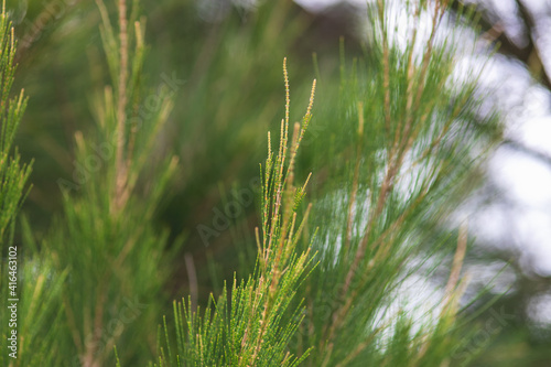 pine tree  close up of pine needles