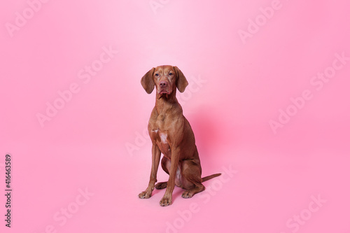 vizsla dog on pink