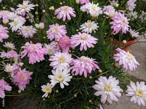 White and light pink flowers of Marguerite Daisy  Argyranthemum frutescens 