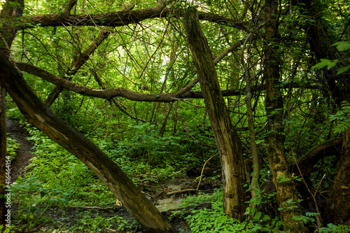 trees in the woods