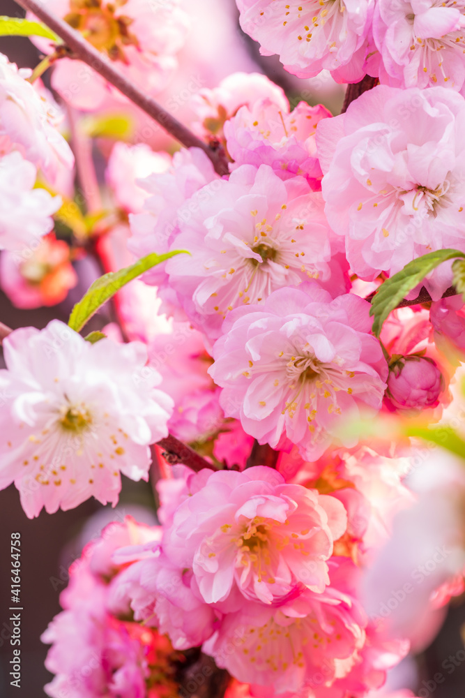 Pink paper blank between flowering almond branches in blossom. Pink flowers as a frame. Pink paper blank between flowering almond branches in blossom. Pink flowers as a frame.