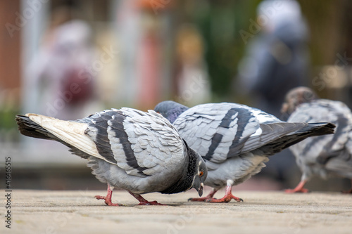 Closeup of gray pigeons birds walking on a city street searching food.