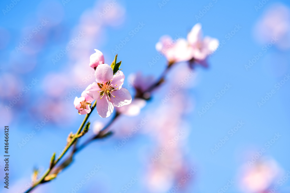 Fruit tree twigs with blooming white and pink petal flowers in spring garden. Fruit tree twigs with blooming white and pink petal flowers in spring garden.