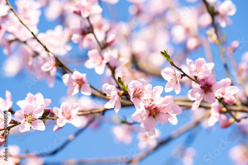 Fruit tree twigs with blooming white and pink petal flowers in spring garden.